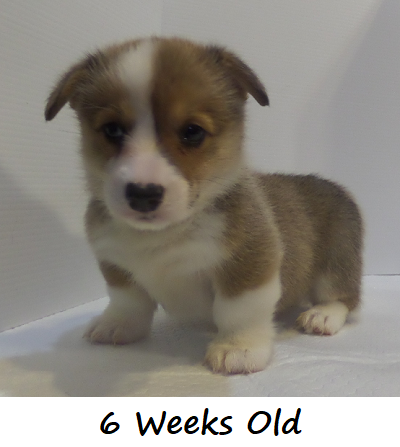 Corgi Owner: Dunaway in Tunica, MS - Click Image to Close
